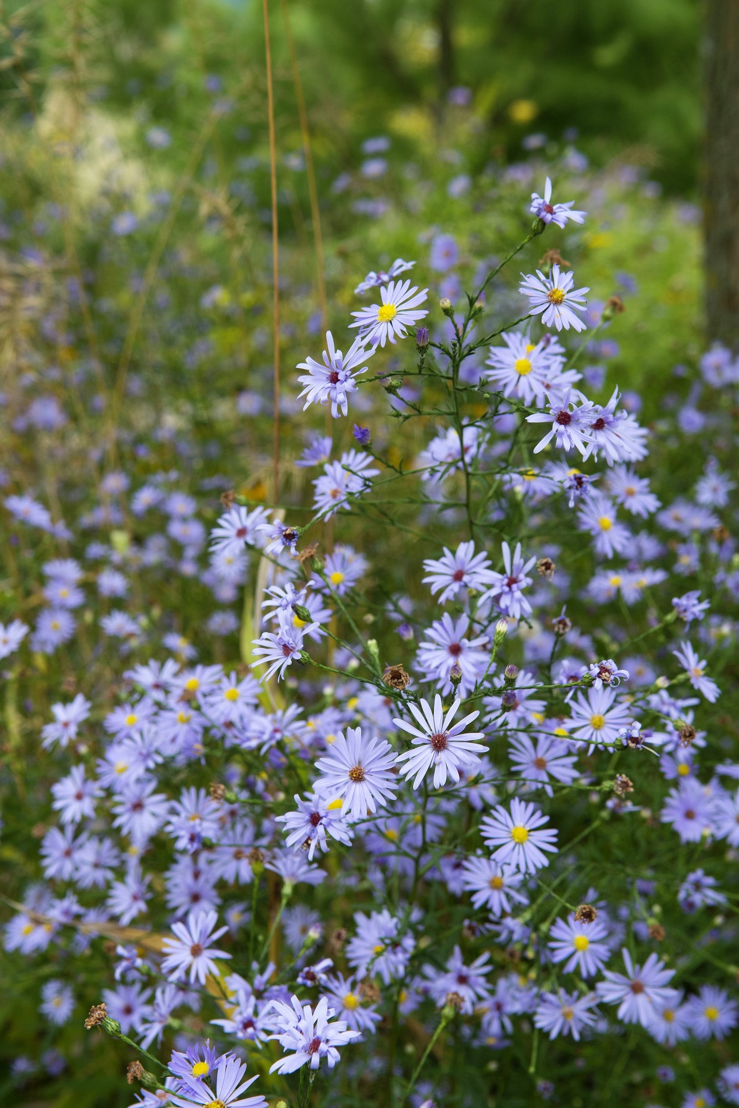 250 SKY BLUE ASTER Azure Aster Azureus Flower Seeds