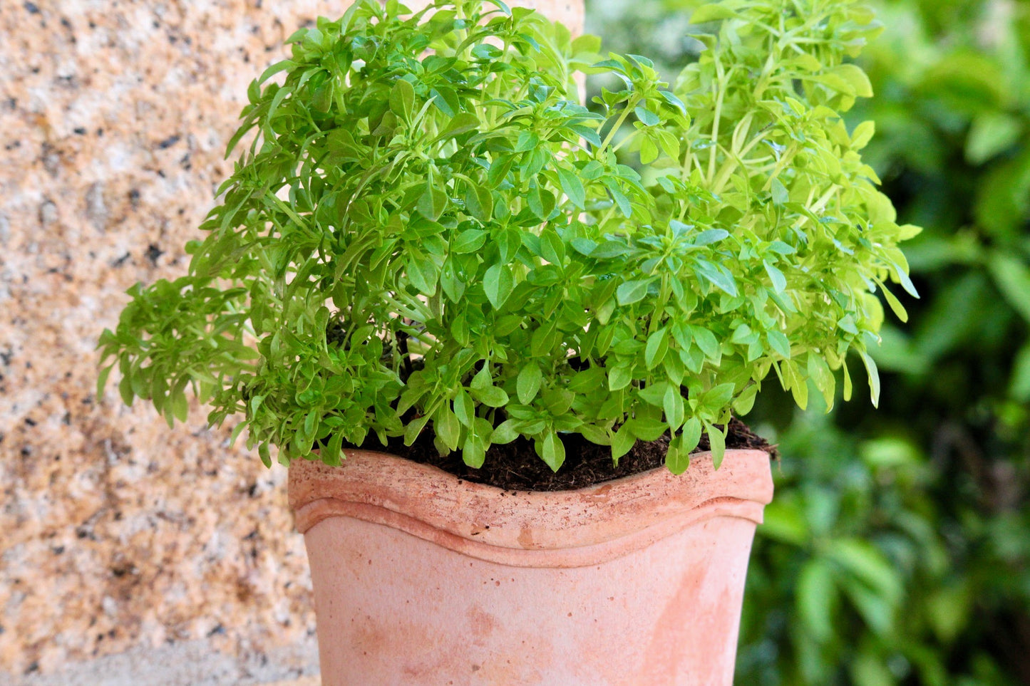 500 DWARF GREEK BASIL Ocimum Basilicum Fragrant Spicy Small Bright Green Leaf Herb Seeds