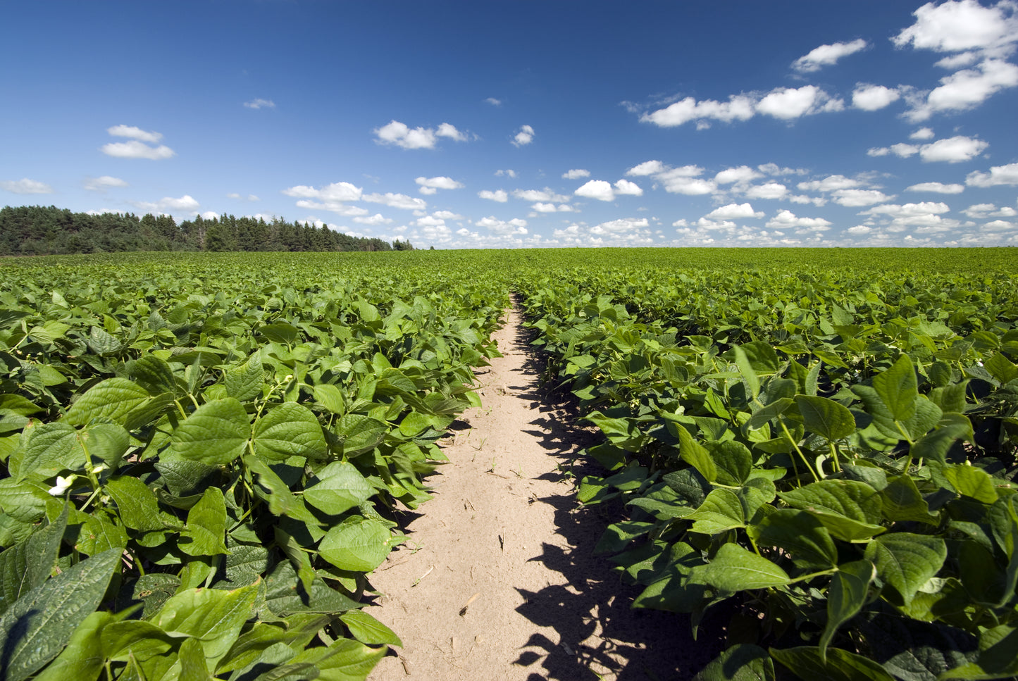 50 PINTO BEAN Phaseolus Vulgaris Vegetable Seeds