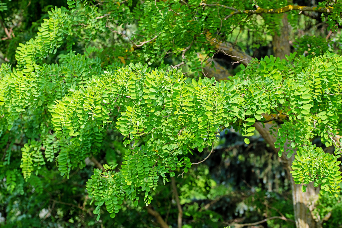 25 Flowering BLACK LOCUST TREE (Yellow Locust / False Acacia) Robinia Pseudoacacia Seeds