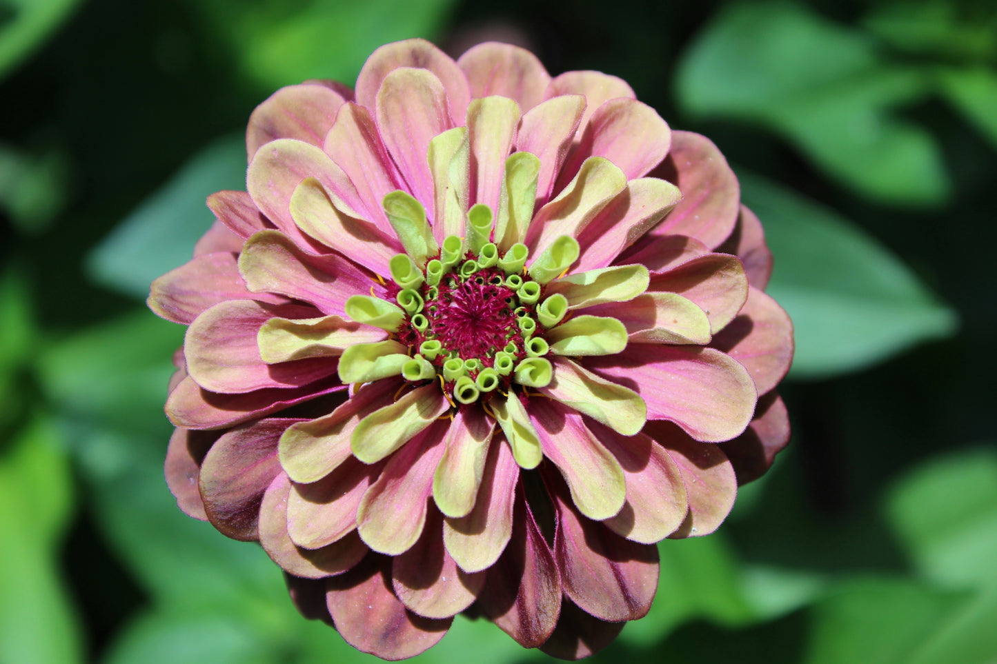 25 RED LIME QUEENY ZINNIA Elegans Green Queen Flower Seeds