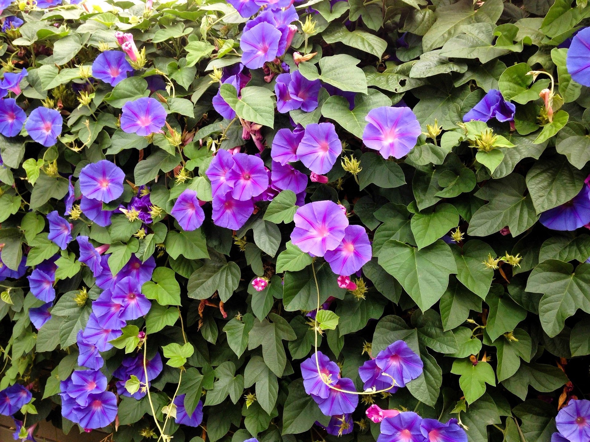 50 Mixed JAPANESE MORNING GLORY Ipomoea Nil Flower Vine Color Mix