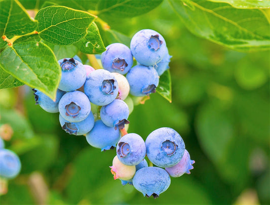 50 SOUTHERN HIGHBUSH BLUEBERRY Pre-Stratified Vaccinium Corymbosum Blue Berry Fruit Bush Shrub Seeds