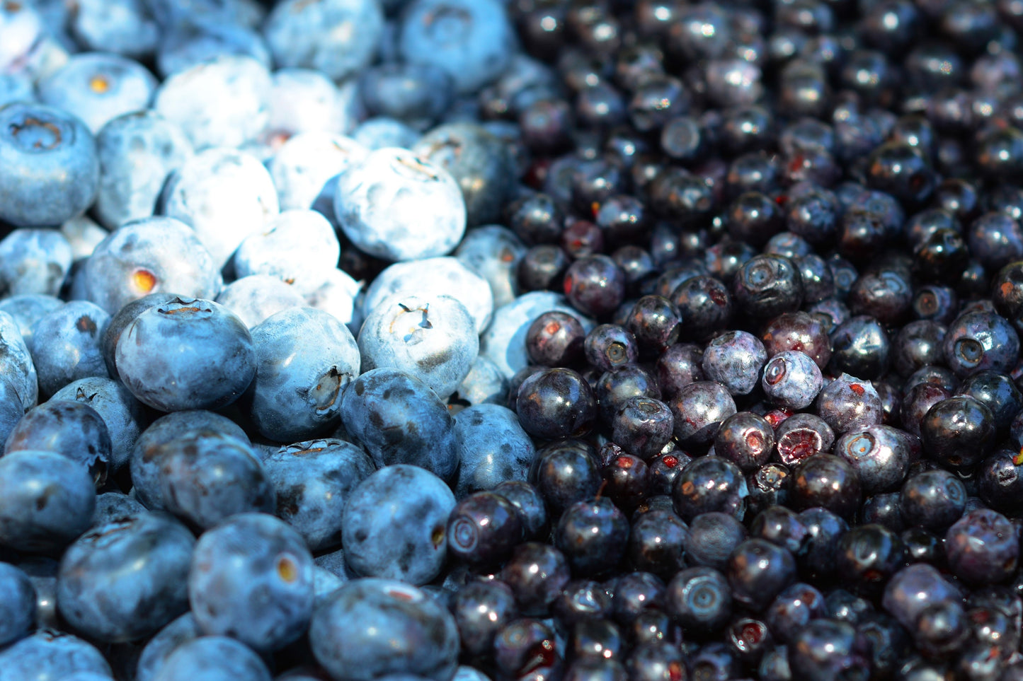 20 Common BILBERRY Fruit Shrub European Blueberry Vaccinium Myrtillus Seeds