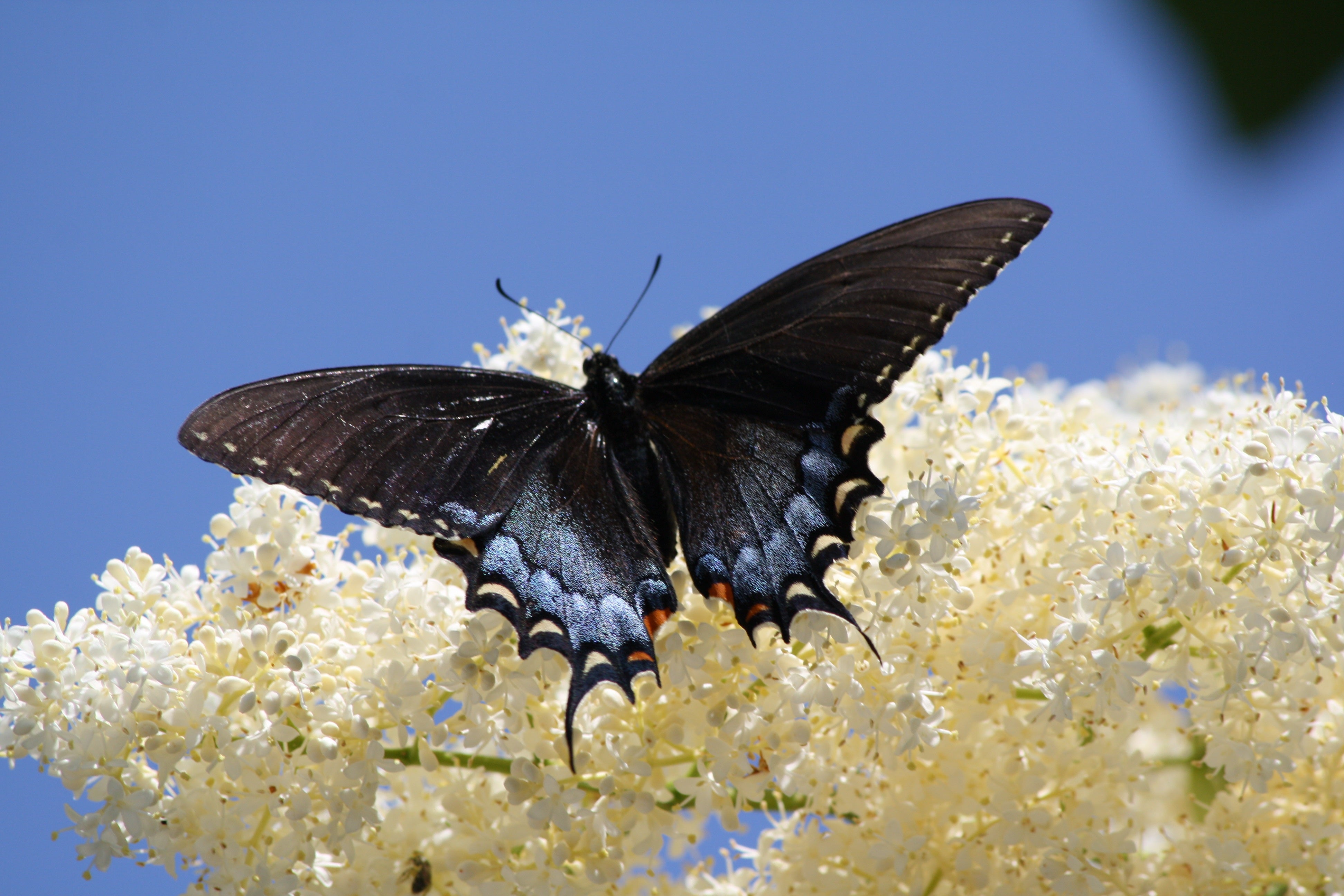 Seedville Butterfly Bush Seeds