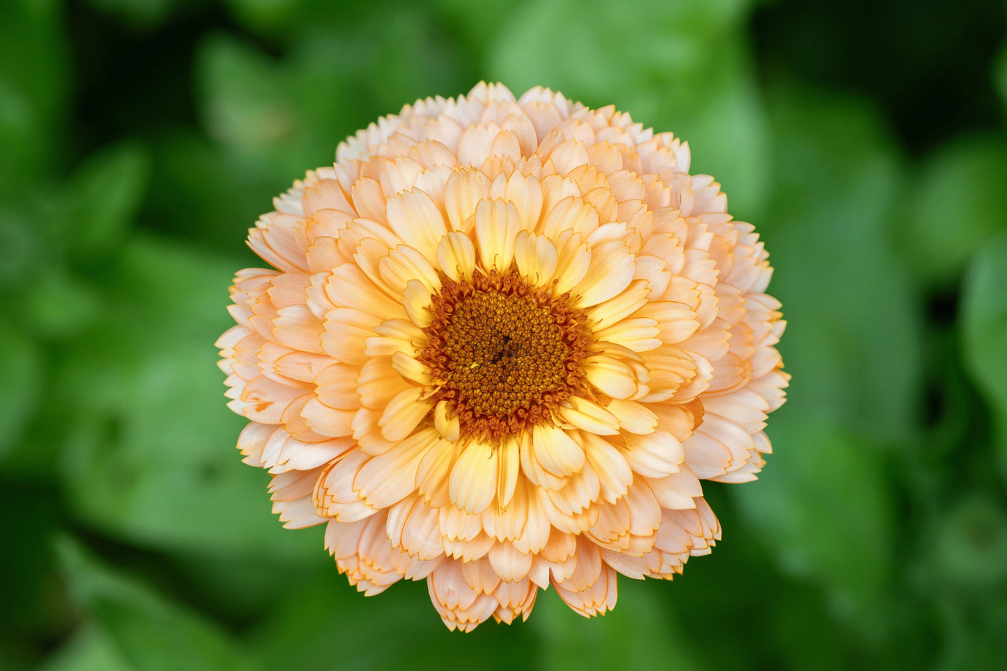 20 ZEOLIGHTS CALENDULA Officinalis MARIGOLD Flower Seeds Zeolight Coral Peach Apricot Pink