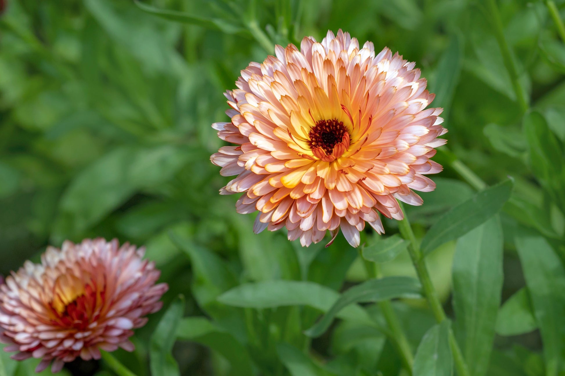 pink marigold seeds 20 ZEOLIGHTS CALENDULA Officinalis MARIGOLD Flower Seeds Zeolight Coral Peach Apricot Pink