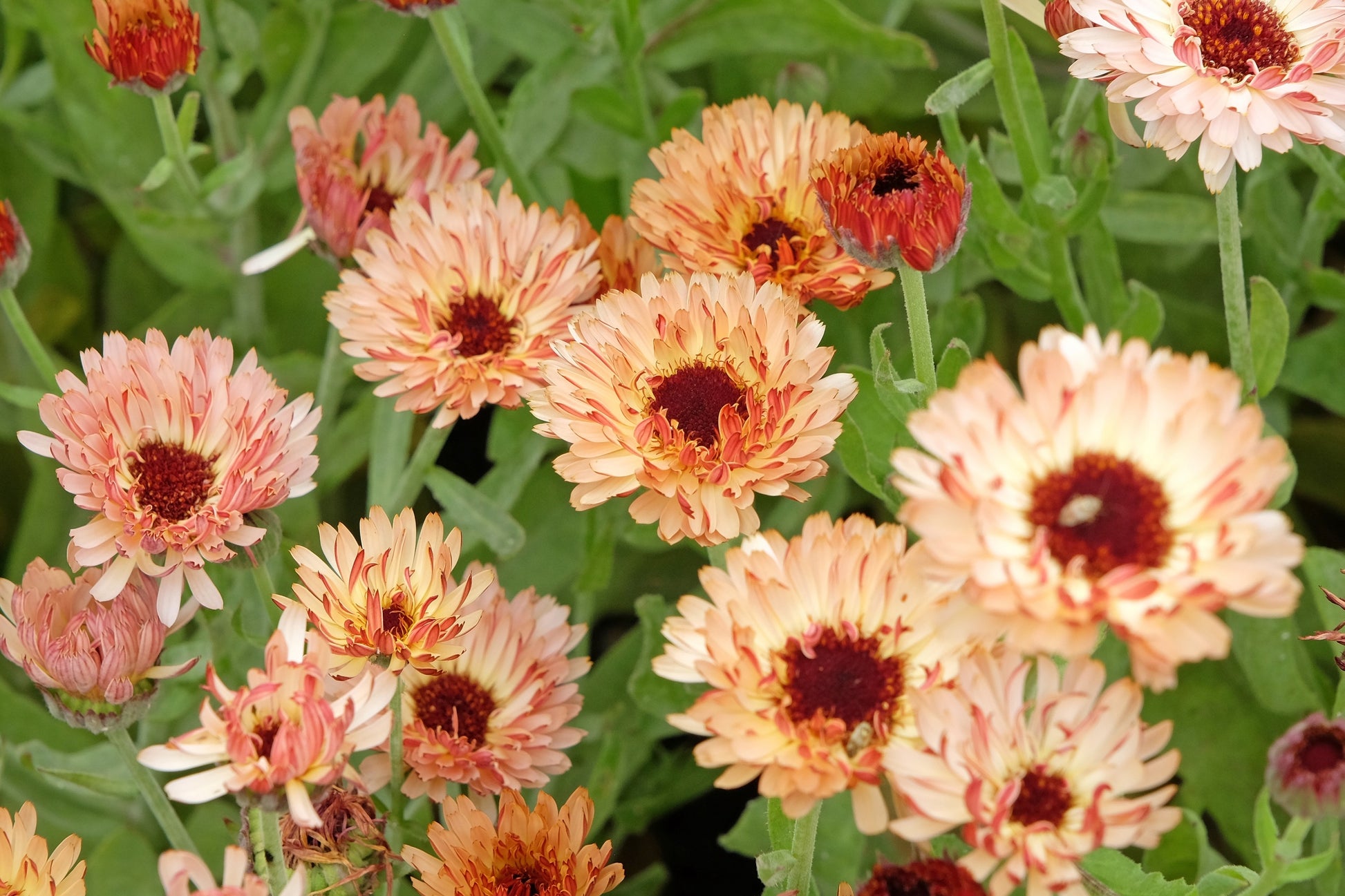 20 ZEOLIGHTS CALENDULA Officinalis MARIGOLD Flower Seeds Zeolight Cora –  Seedville USA