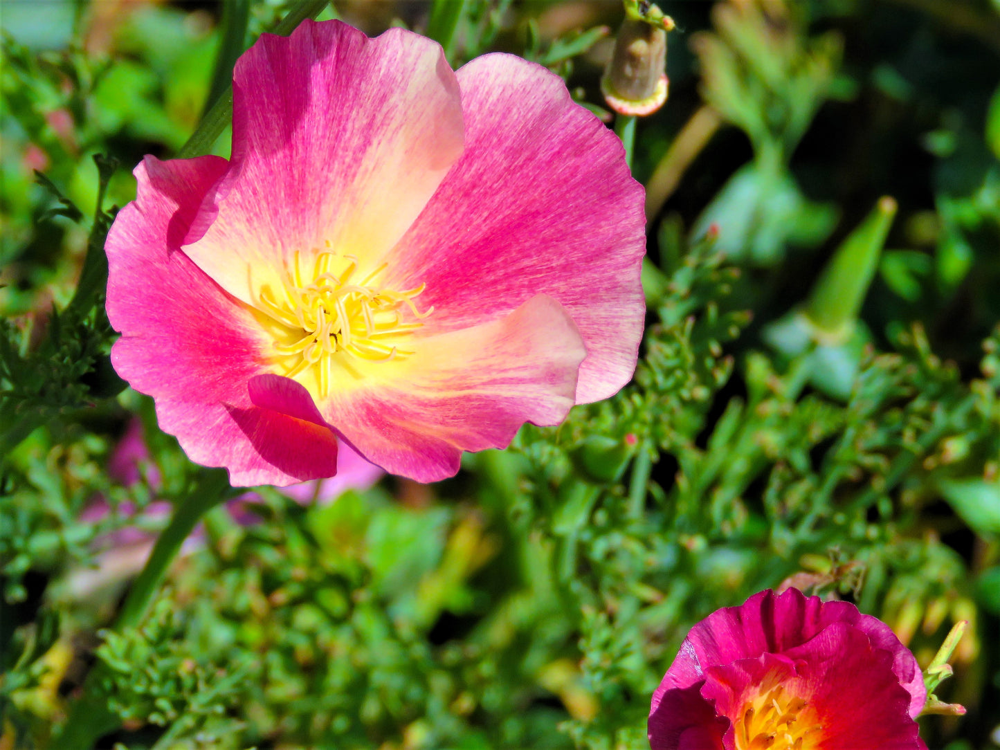 500 CARMINE King CALIFORNIA POPPY Pink Eschscholzia Californica Flower Seeds