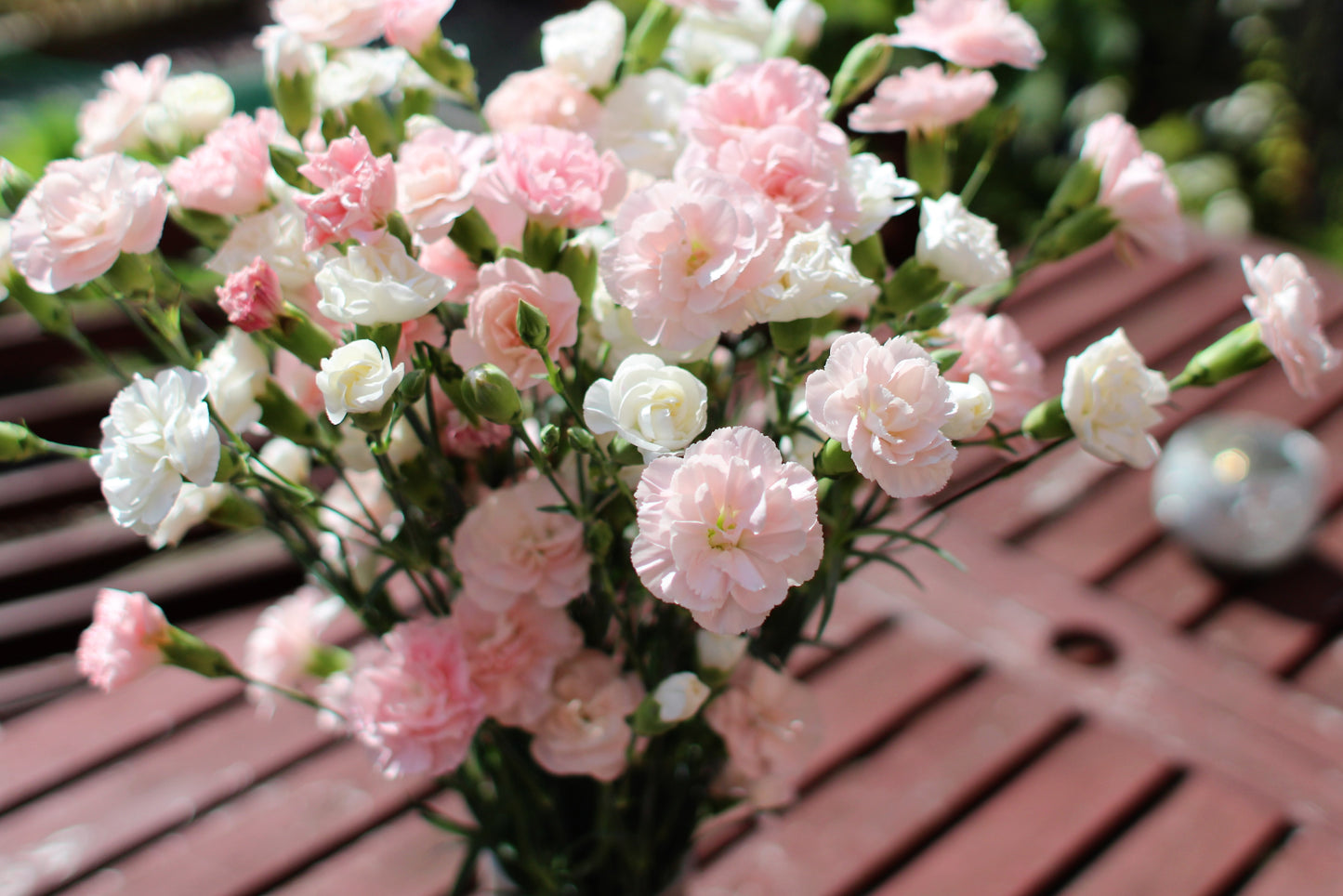 100 RAINBOW CARNATION Mix Mixed Colors Dianthus Caryophyllus Flower Seeds