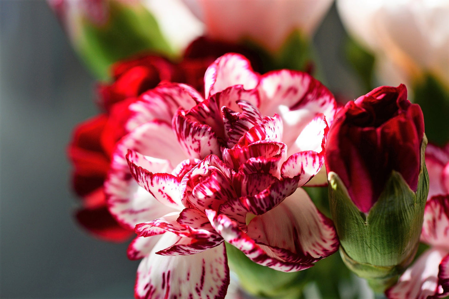 100 RAINBOW CARNATION Mix Mixed Colors Dianthus Caryophyllus Flower Seeds