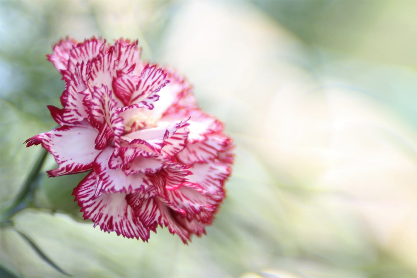 100 RAINBOW CARNATION Mix Mixed Colors Dianthus Caryophyllus Flower Seeds