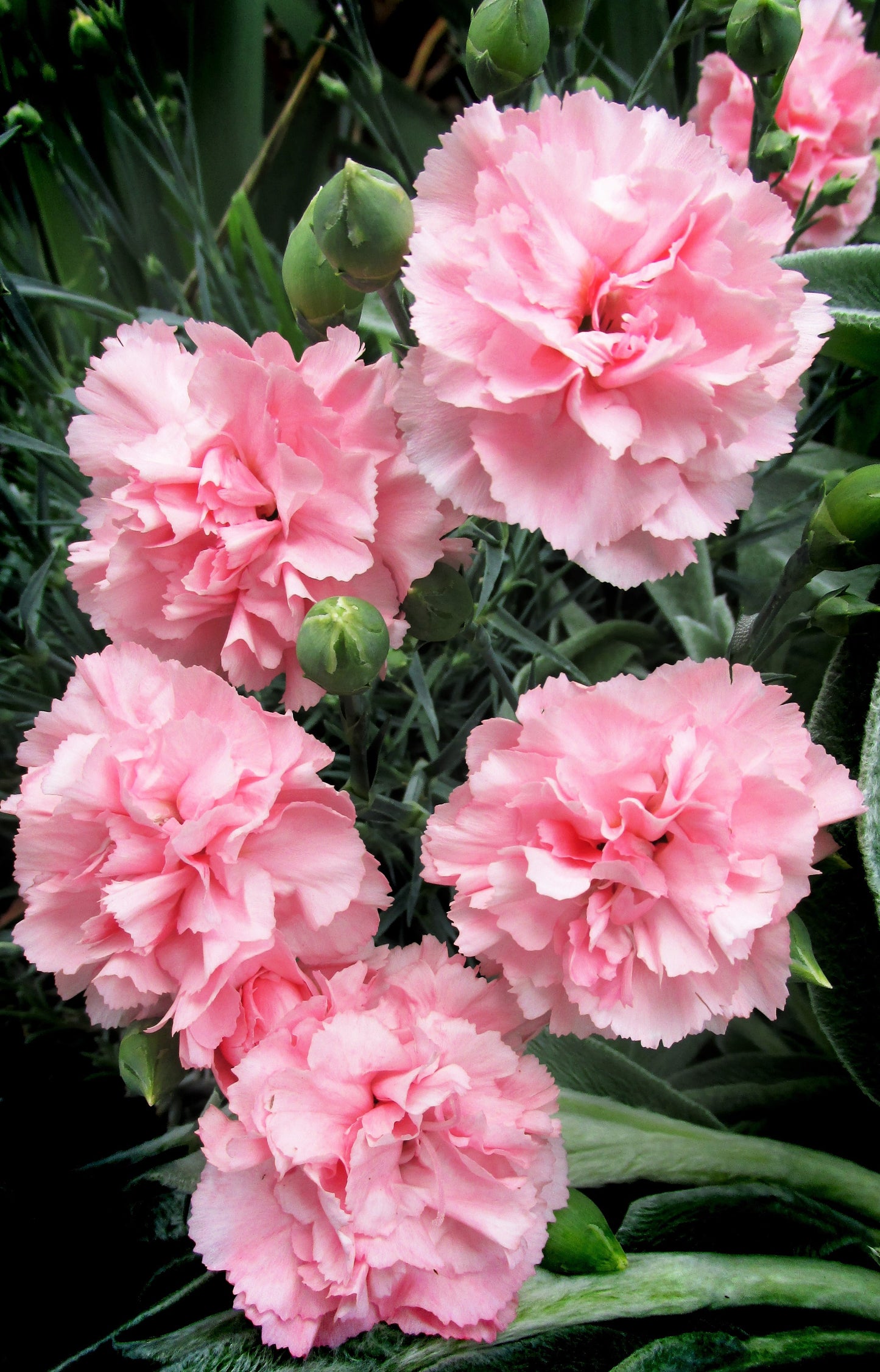 100 RAINBOW CARNATION Mix Mixed Colors Dianthus Caryophyllus Flower Seeds