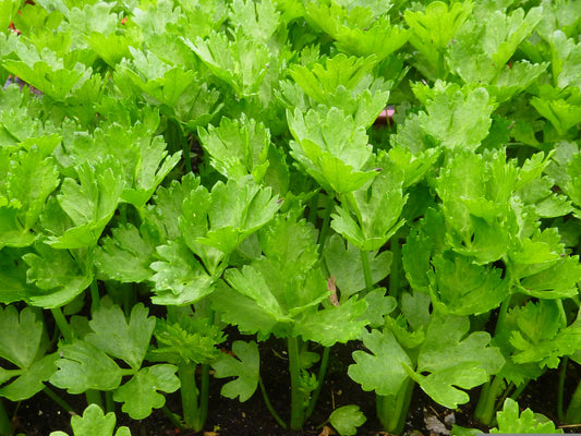 2000 CUTTING LEAF CELERY Apium Graveolens Soup Vegetable Herb Seeds