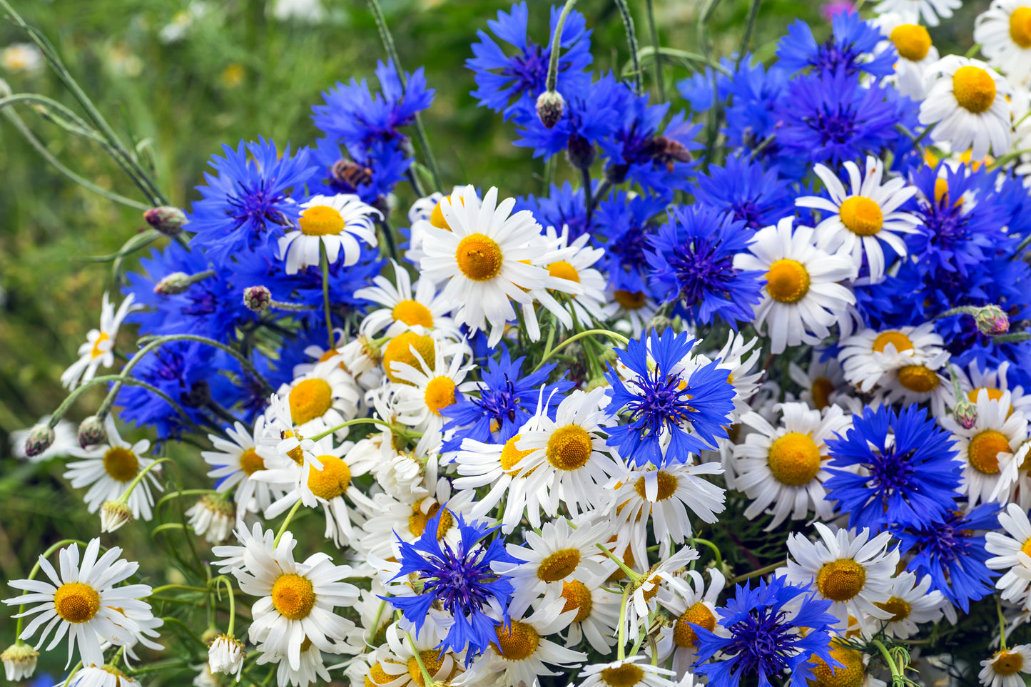 1000 Dwarf Blue BACHELORS BUTTON CORNFLOWER Centaurea Cyanus Flower Seeds