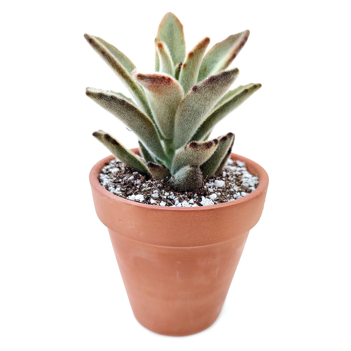 Kalanchoe Chocolate Soldier