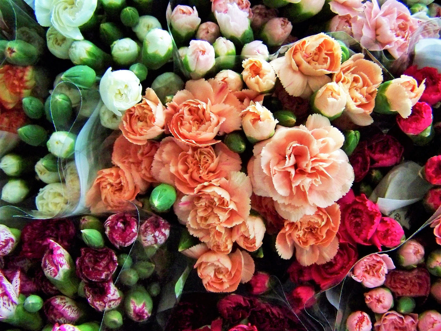 colorful flower seeds 100 RAINBOW CARNATION Mix Mixed Colors Dianthus Caryophyllus Flower Seeds