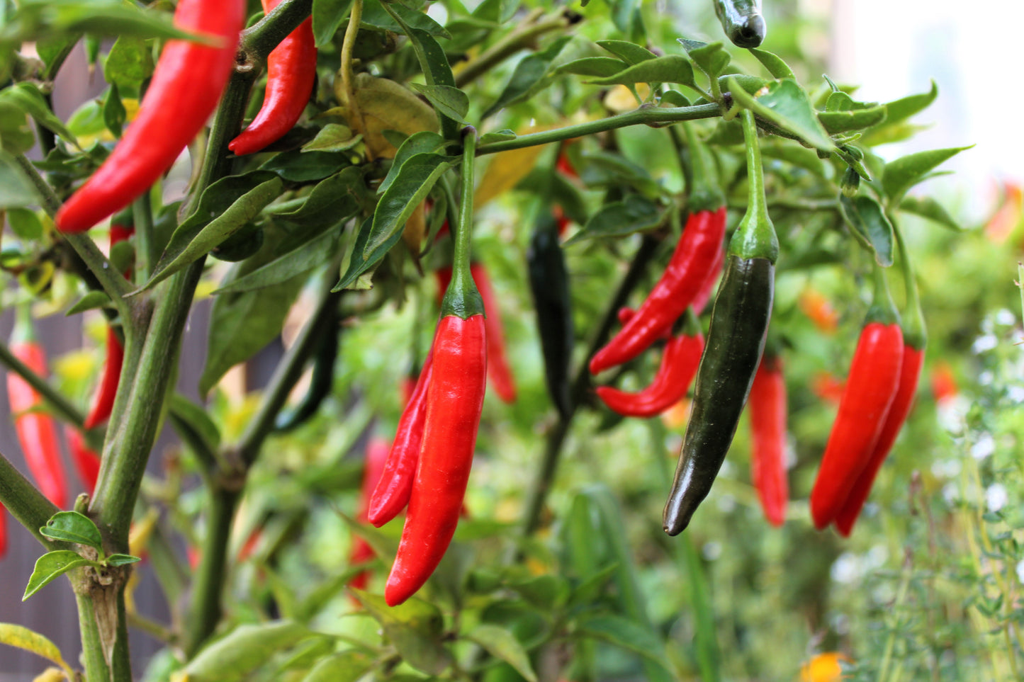 100 MIXED CAYENNE PEPPER Yellow Purple Orange Red Green Capsicum Vegetable Seeds