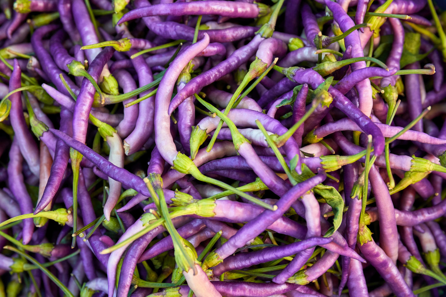 100 MIXED CAYENNE PEPPER Yellow Purple Orange Red Green Capsicum Vegetable Seeds