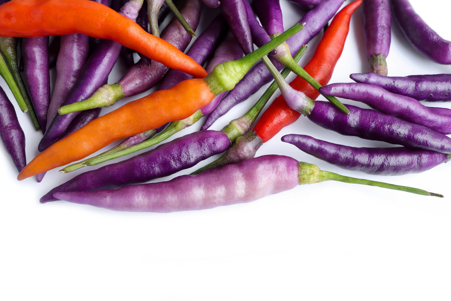 100 MIXED CAYENNE PEPPER Yellow Purple Orange Red Green Capsicum Vegetable Seeds