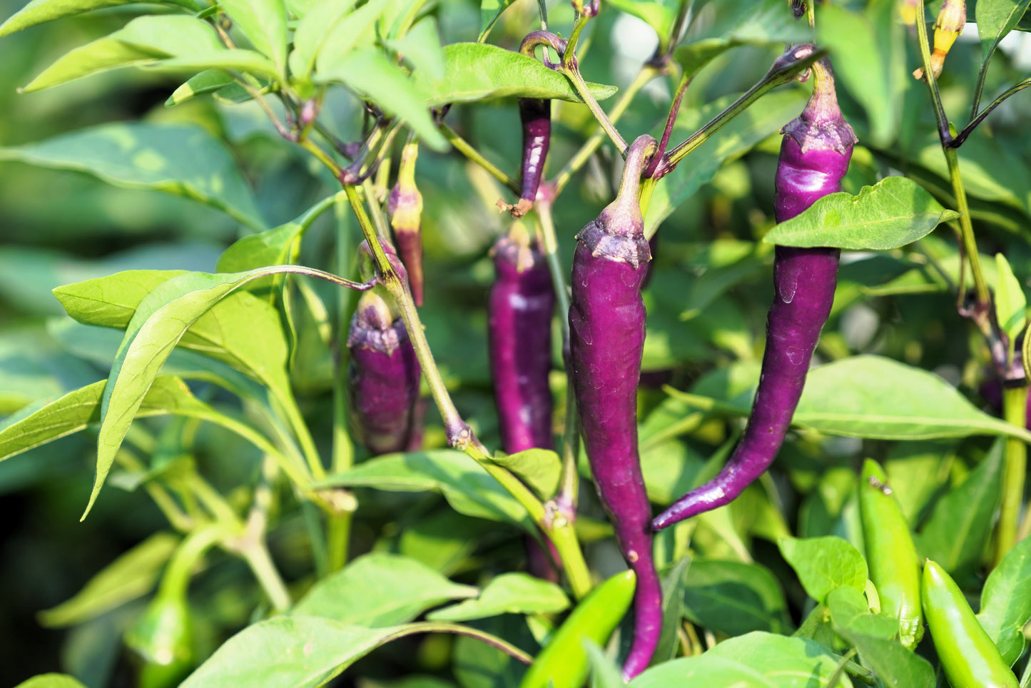 100 MIXED CAYENNE PEPPER Yellow Purple Orange Red Green Capsicum Vegetable Seeds