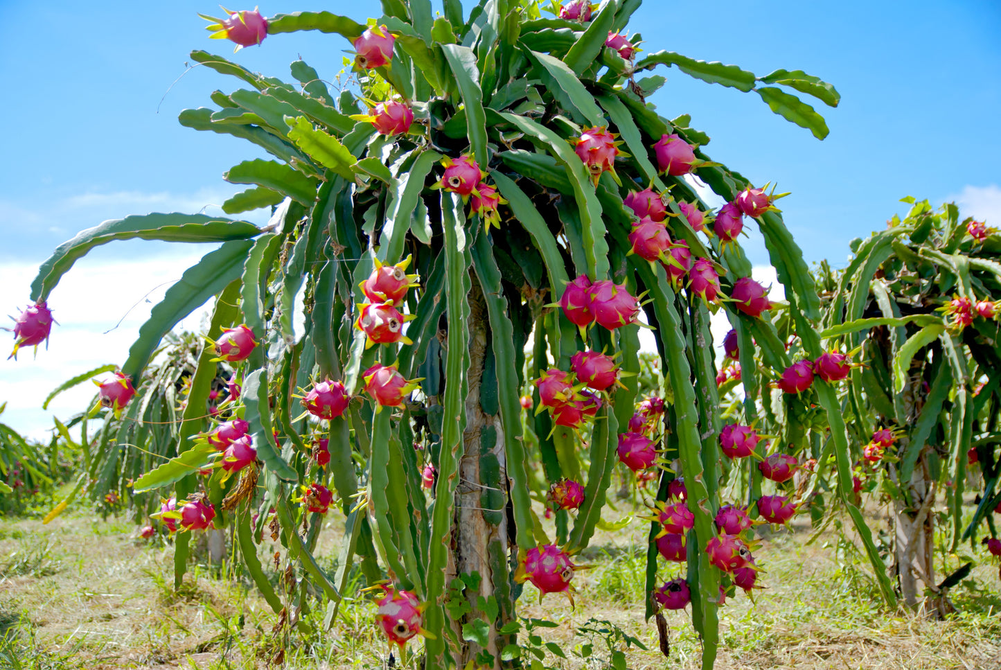 20 WHITE DRAGON FRUIT (Pitaya / Pitahaya / Strawberry Pear) Hylocereus Undatus Cactus Seeds