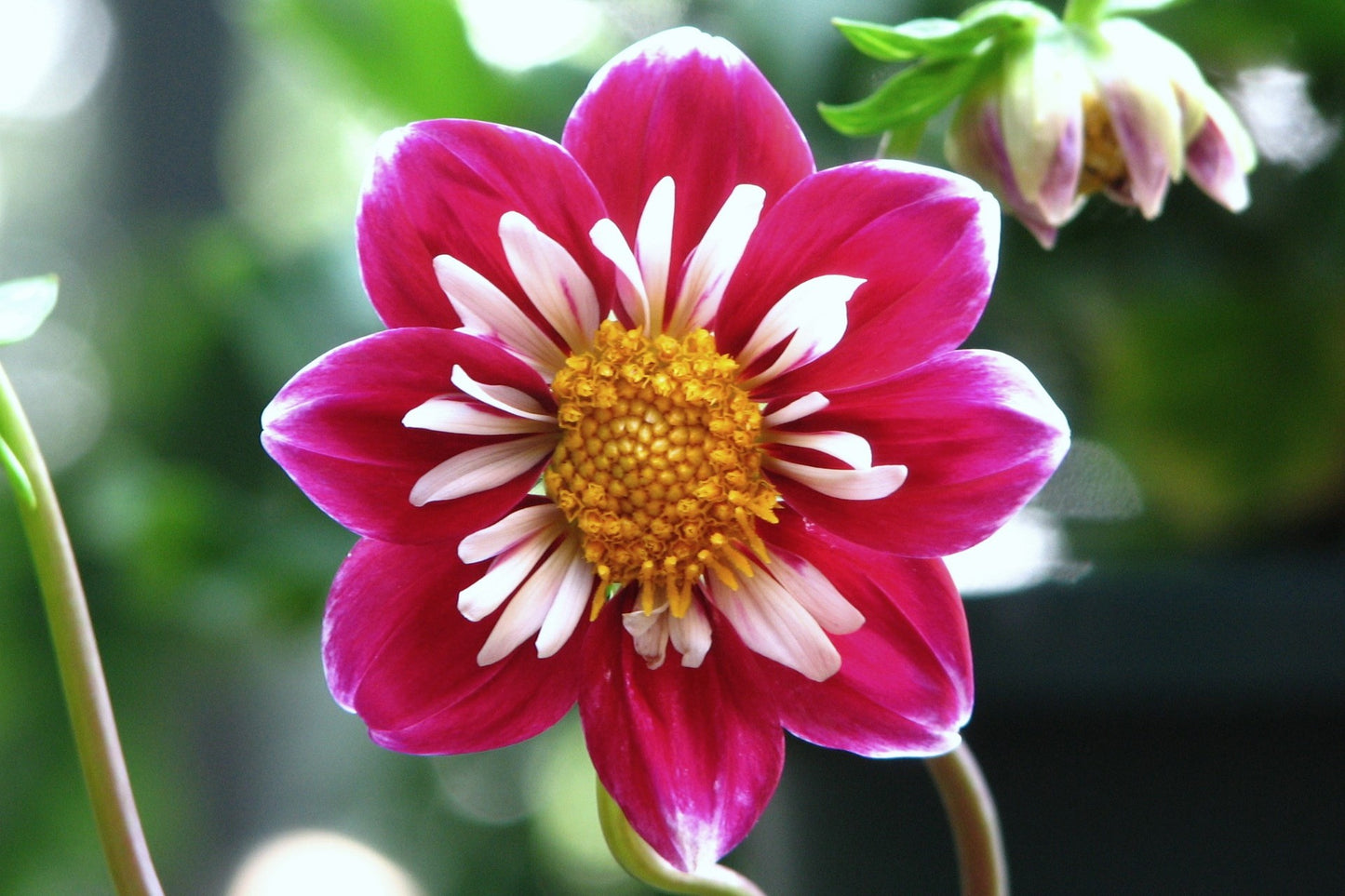 50 MIXED COLLARETTE DAHLIA Variabilis Two Tone Mix of Red Pink Purple White Yellow Maroon Peach Flower Seeds