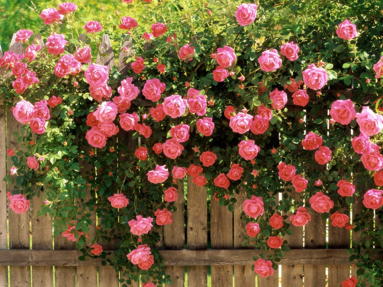 Seedville Climbing Rose Seeds