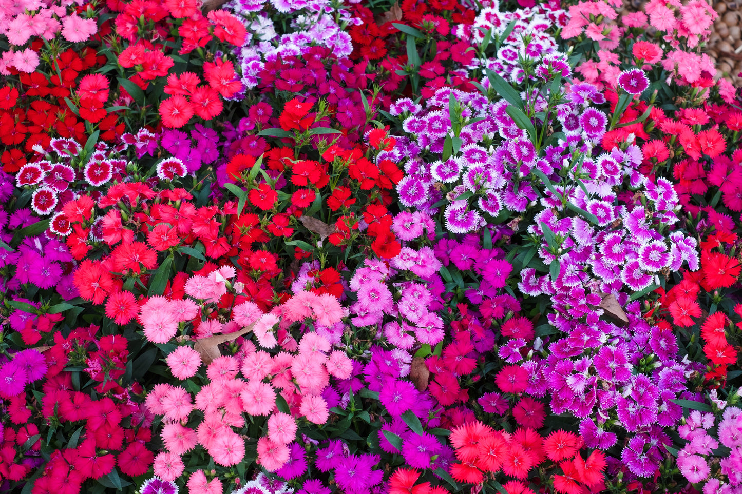 550 MAIDEN PINKS Mixed Colors Dianthus Deltoides Flower Seeds