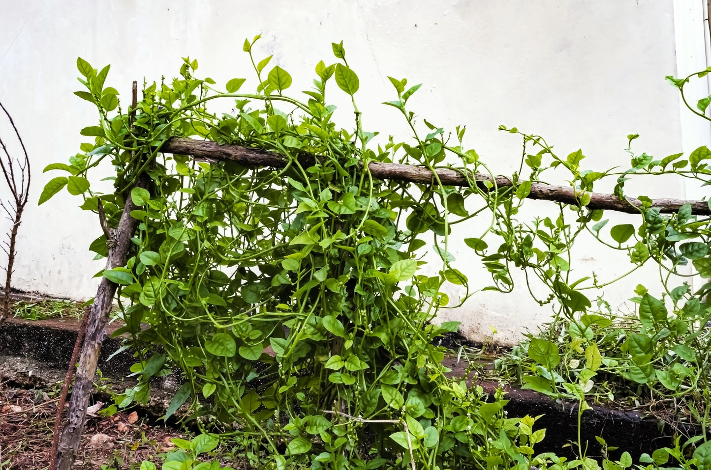 50 BIG ROUND LEAF MALABAR SPINACH Vine Ceylon Basella Alba Vegetable Seeds