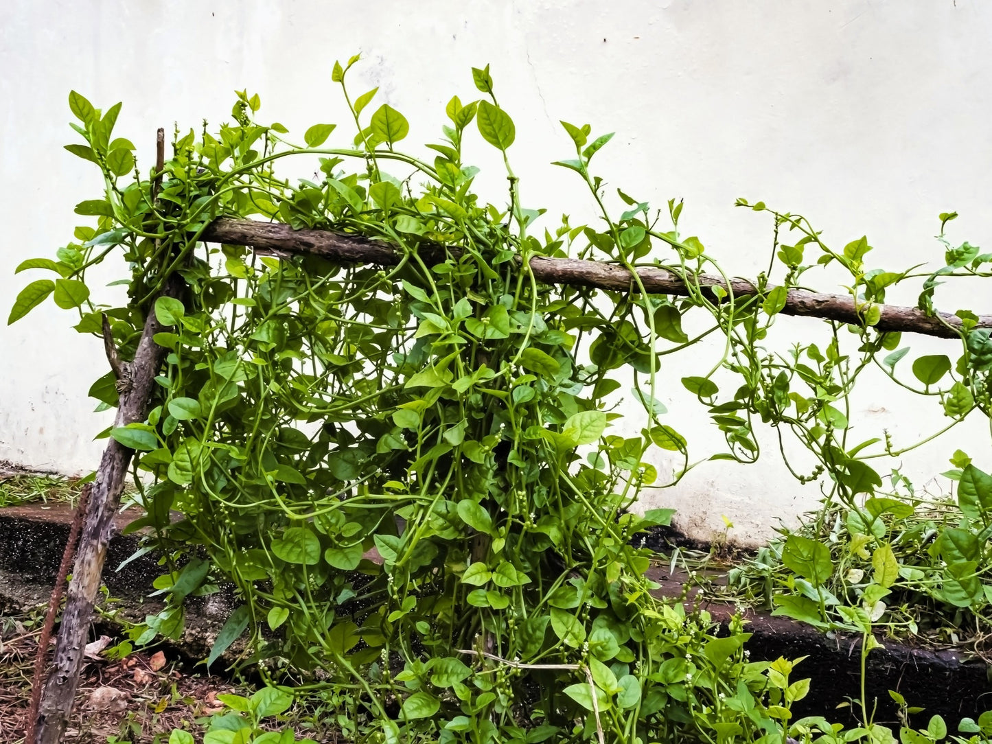50 BIG ROUND LEAF MALABAR SPINACH Vine Ceylon Basella Alba Vegetable Seeds