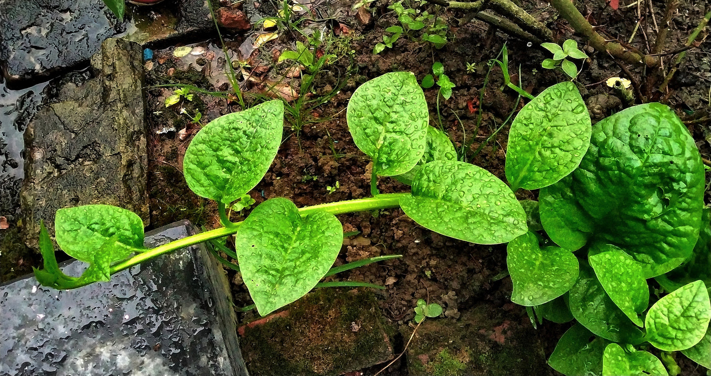 50 GREEN VINES SUPREME MALABAR SPINACH Ceylon Basella Alba Vegetable Seeds