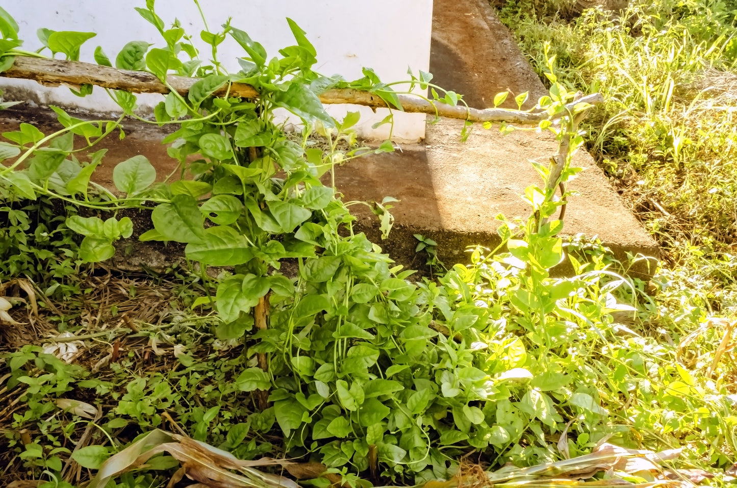 50 GREEN VINES SUPREME MALABAR SPINACH Ceylon Basella Alba Vegetable Seeds