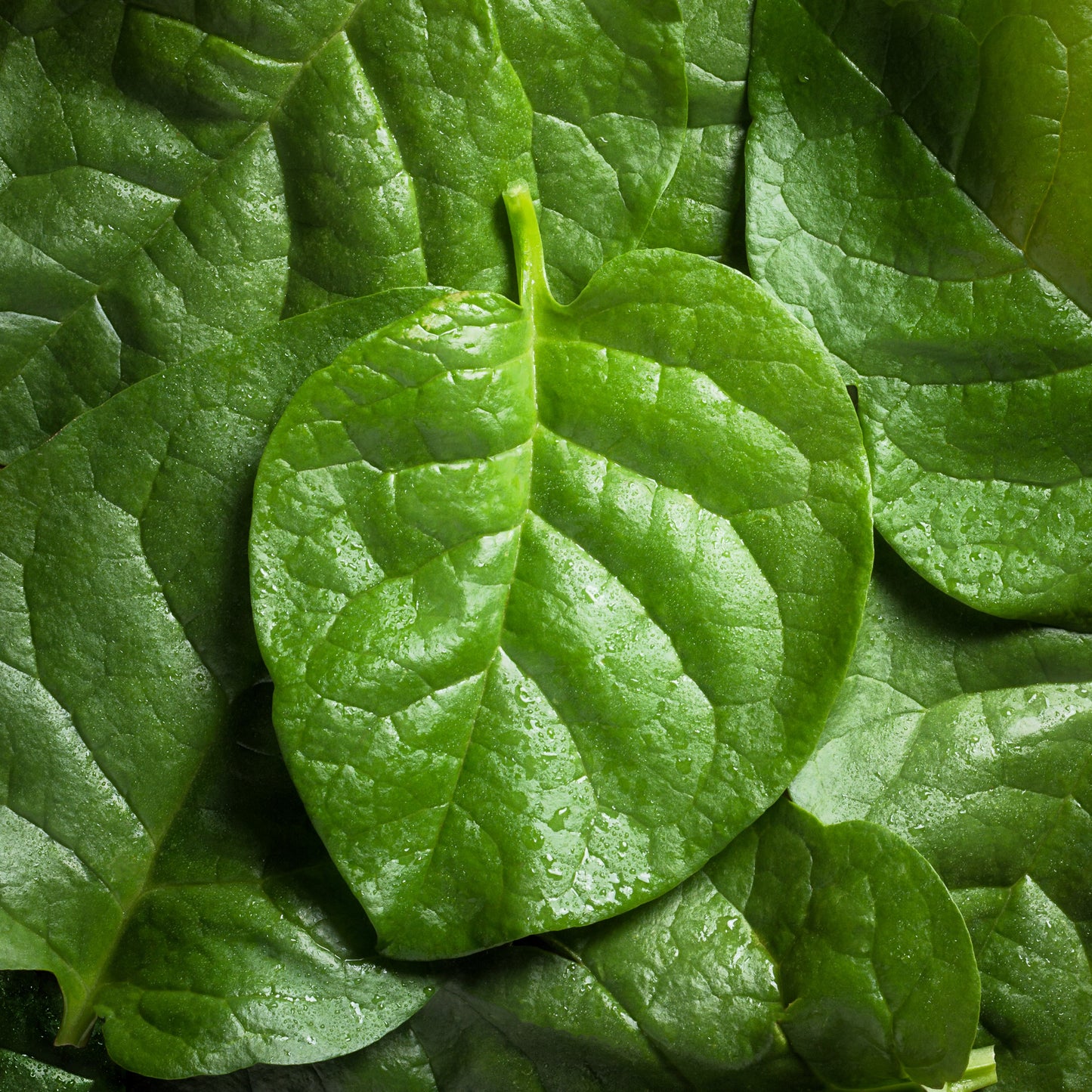 50 BIG ROUND LEAF MALABAR SPINACH Vine Ceylon Basella Alba Vegetable Seeds