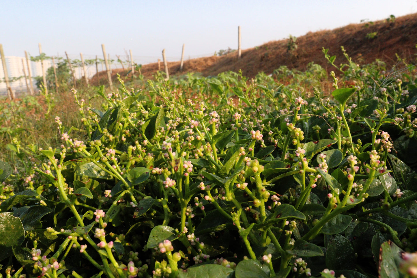 50 GREEN VINES SUPREME MALABAR SPINACH Ceylon Basella Alba Vegetable Seeds
