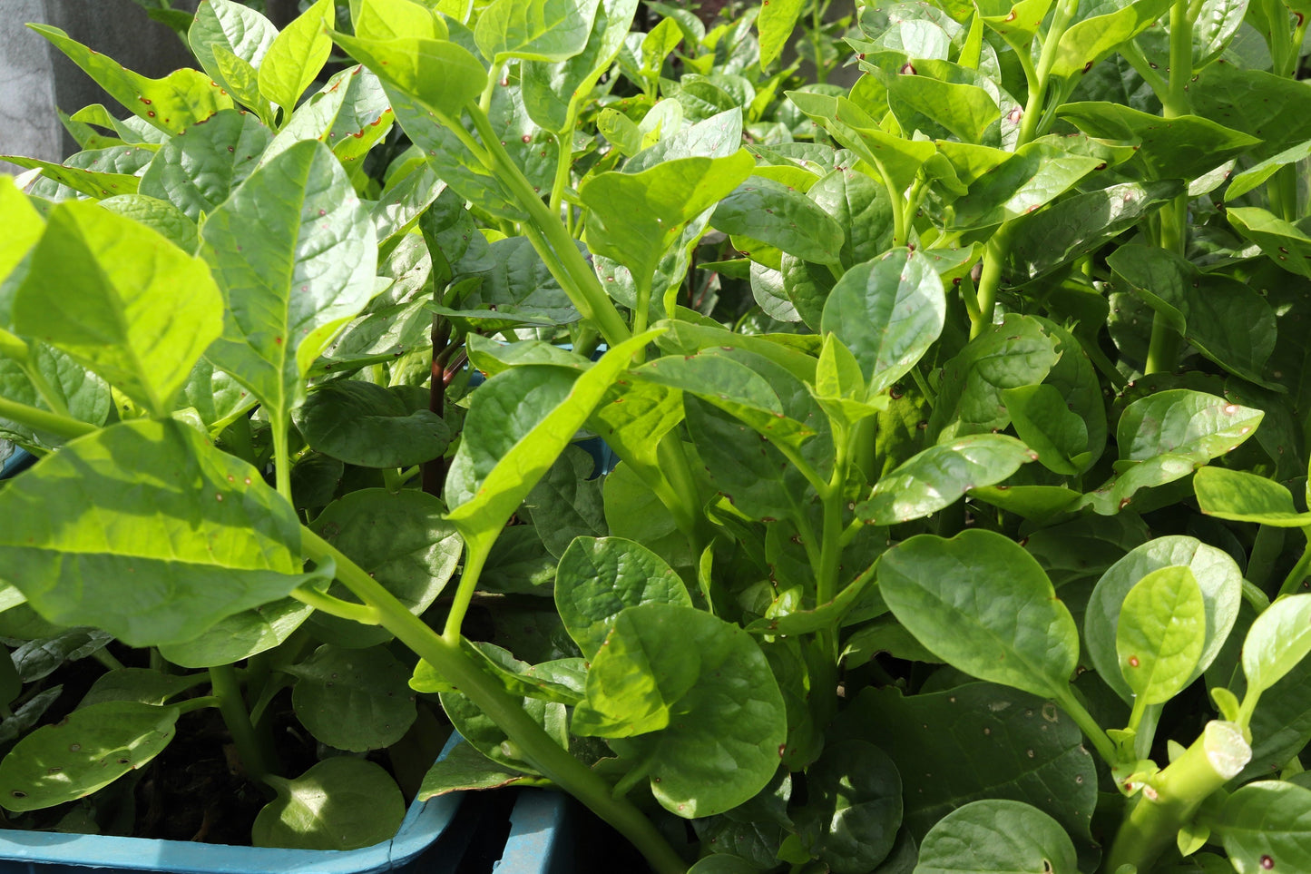 50 GREEN VINES SUPREME MALABAR SPINACH Ceylon Basella Alba Vegetable Seeds