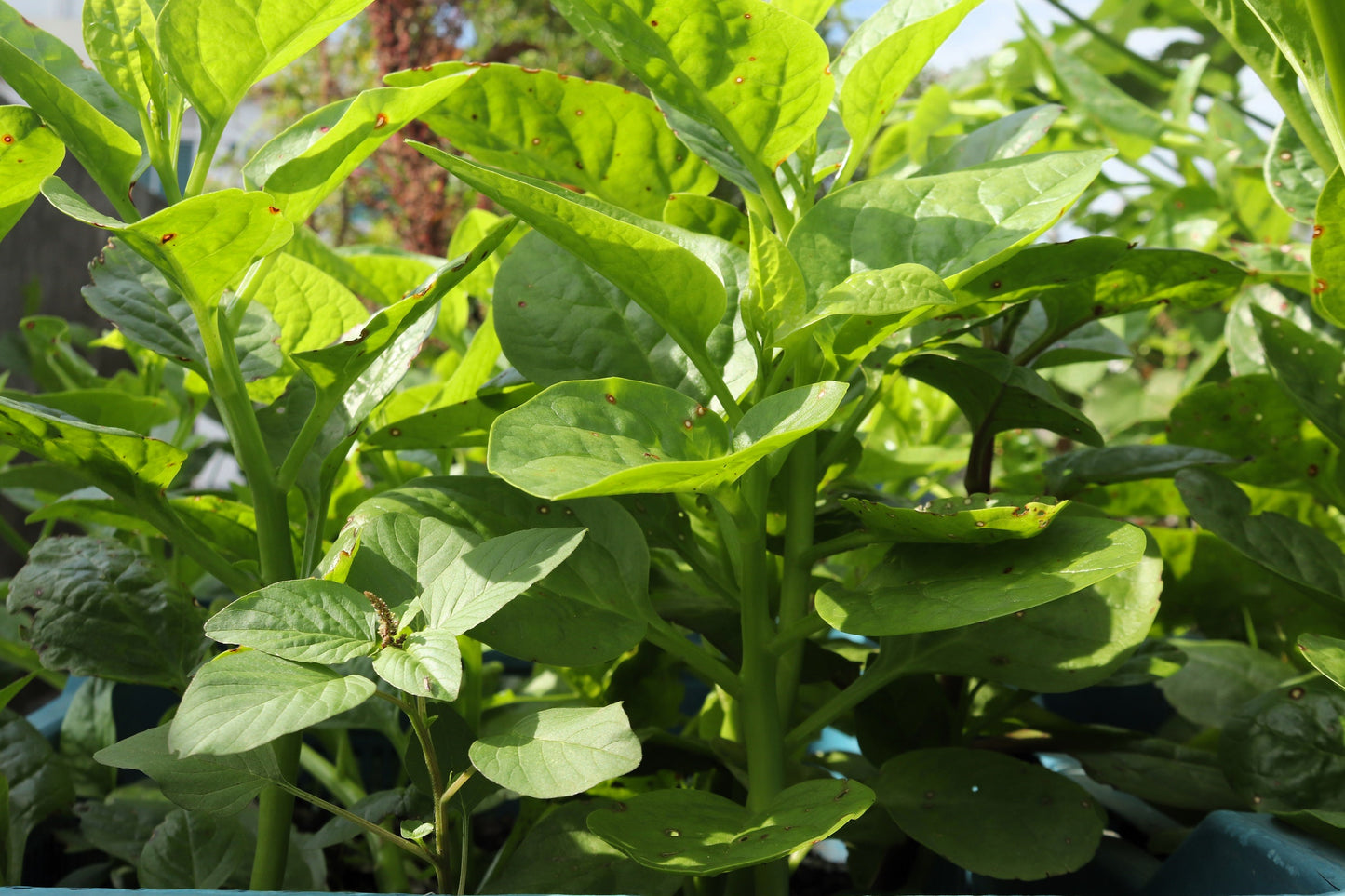 50 GREEN VINES SUPREME MALABAR SPINACH Ceylon Basella Alba Vegetable Seeds