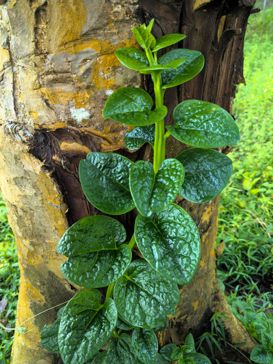 50 GREEN VINES SUPREME MALABAR SPINACH Ceylon Basella Alba Vegetable Seeds