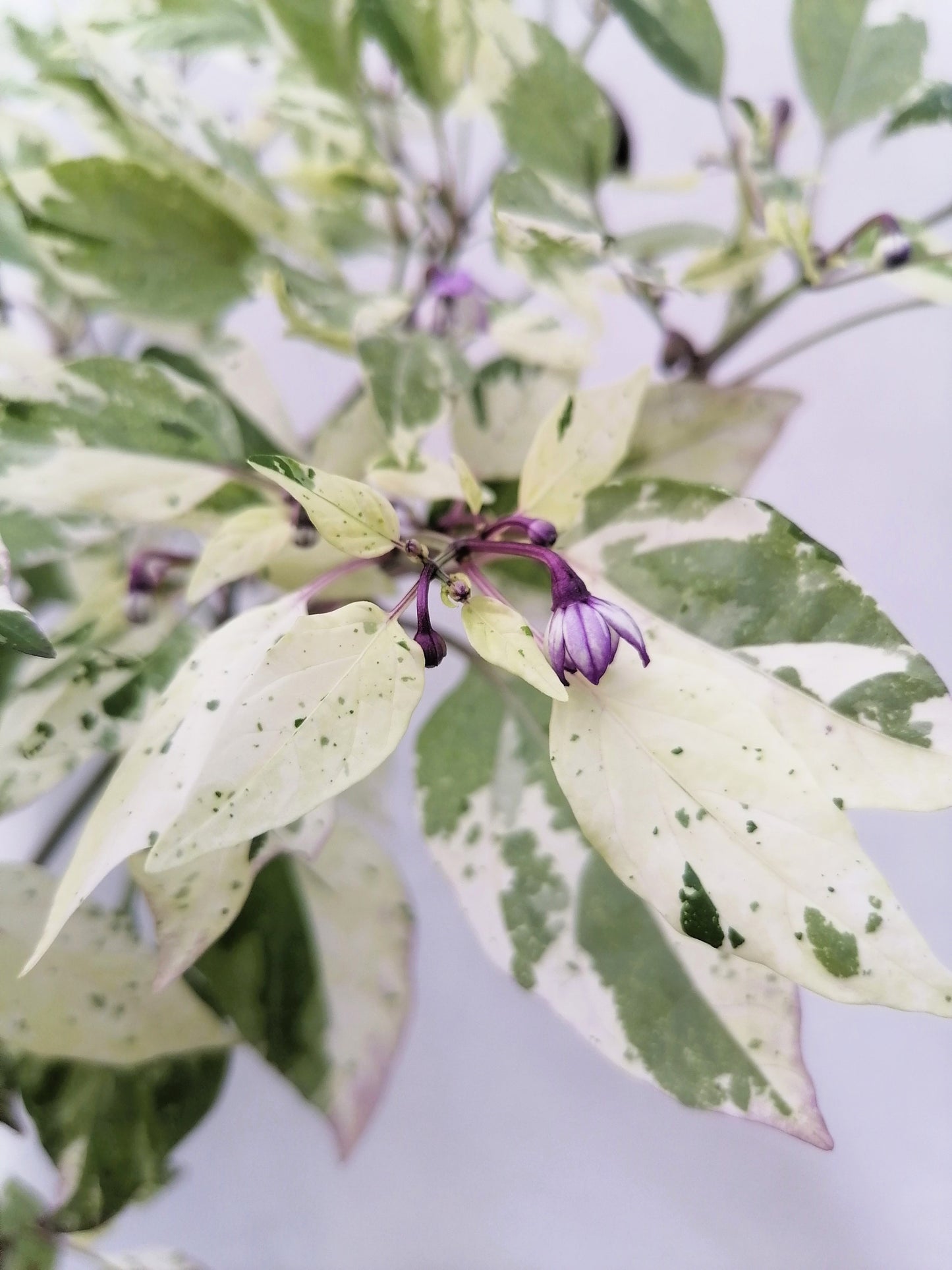 50 Variegated PURPLE TIGER PEPPER Trifetti Tricolor Capsicum Annuum Medium Hot Vegetable Seeds