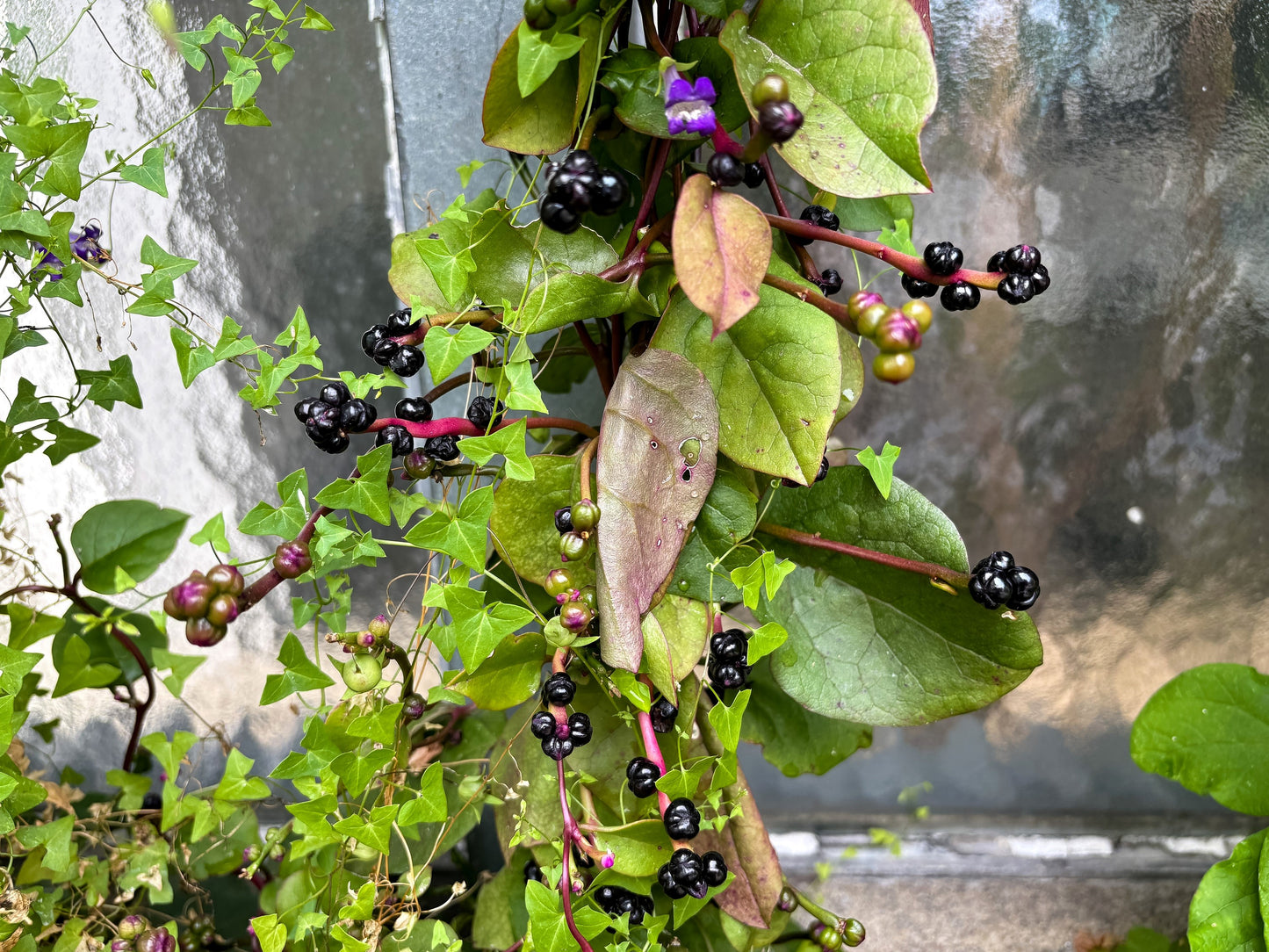 50 RED Stem MALABAR SPINACH Red Vine Ceylon Basella Alba Rubra Vegetable Seeds