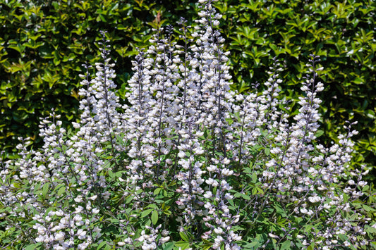 50 WHITE WILD INDIGO Baptisia Alba Usa Native Pollinator Flower Seeds