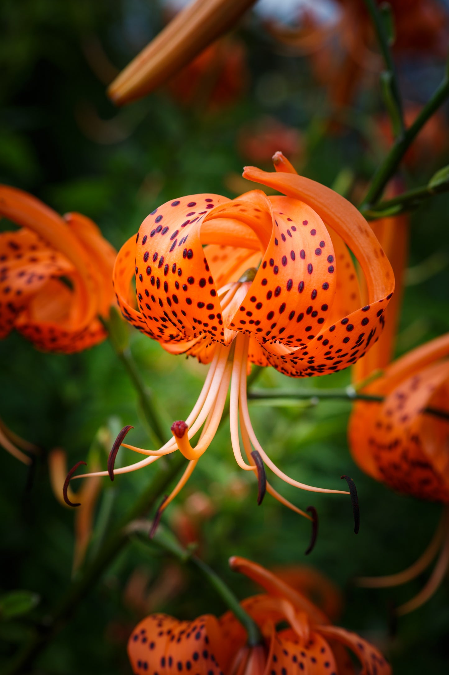 20 Orange TURKS CAP Tiger LILY Lilium Superbum Heirloom Native Perennial Flower Seeds
