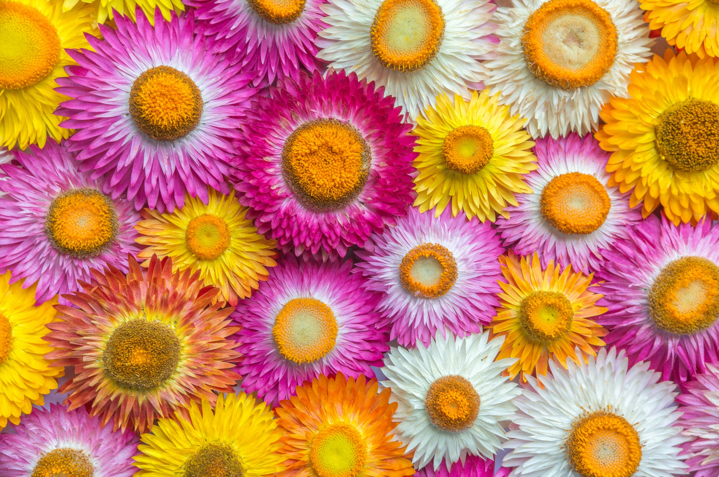 100 TALL Double MIXED Colors STRAWFLOWER Xerochrysum Bracteatum Helichrysum Monstrosum Flower Seeds