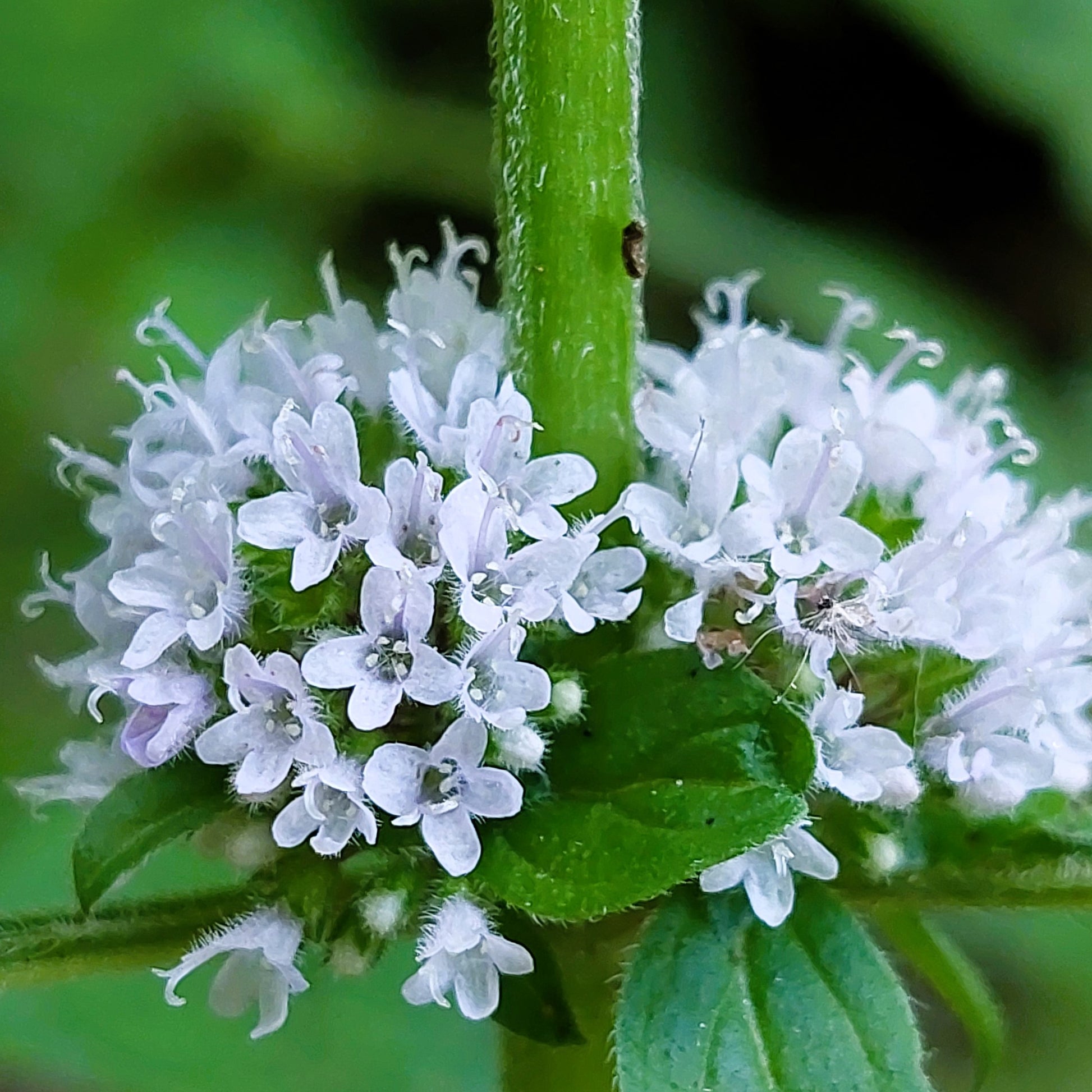 50 WHITE WOOD MINT Mentha Arvensis Wild Field Herb Flower Seeds – Seedville  USA