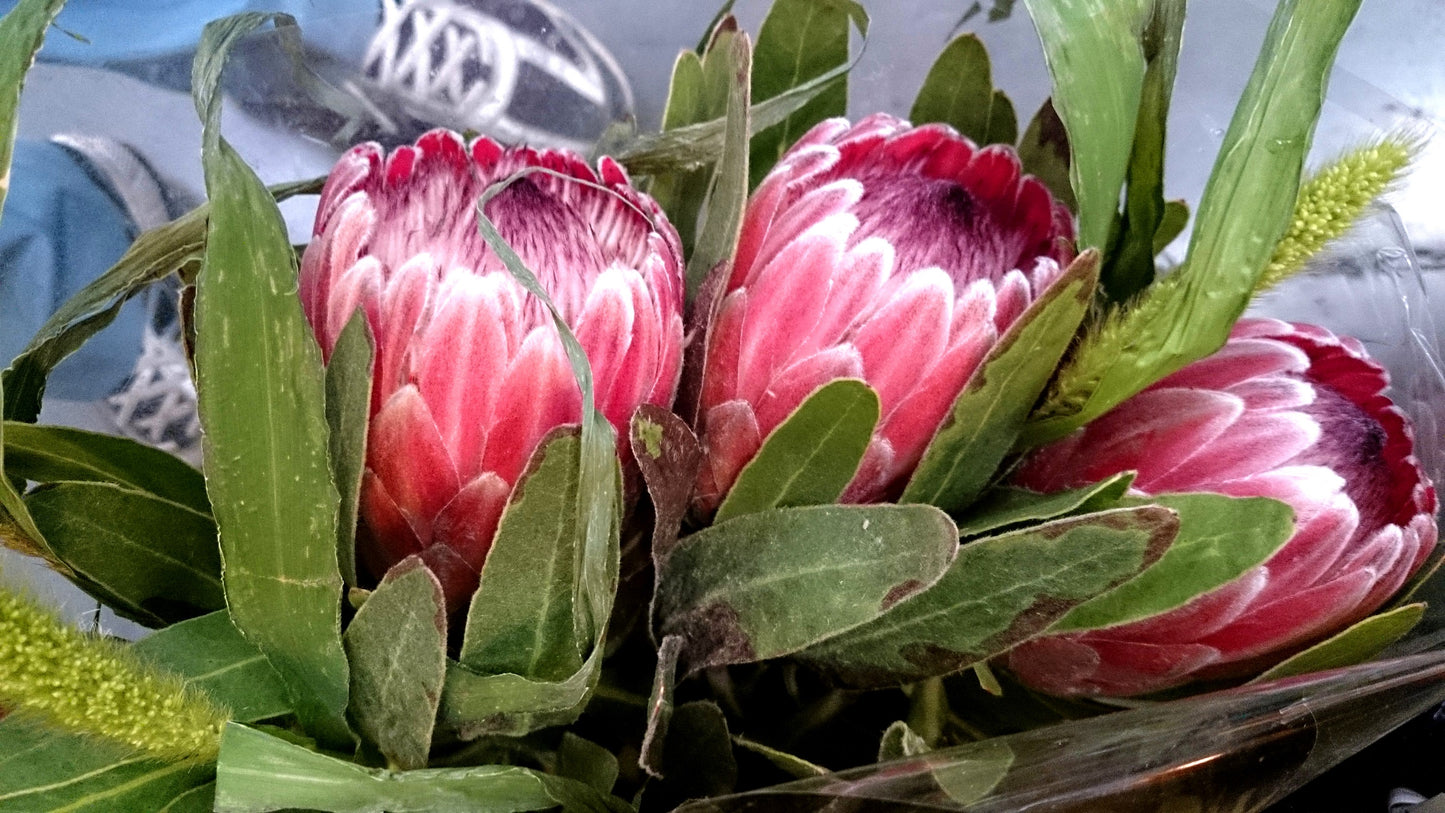 5 QUEEN PROTEA Magnifica Sugarbush Rare 8" Flower Seeds