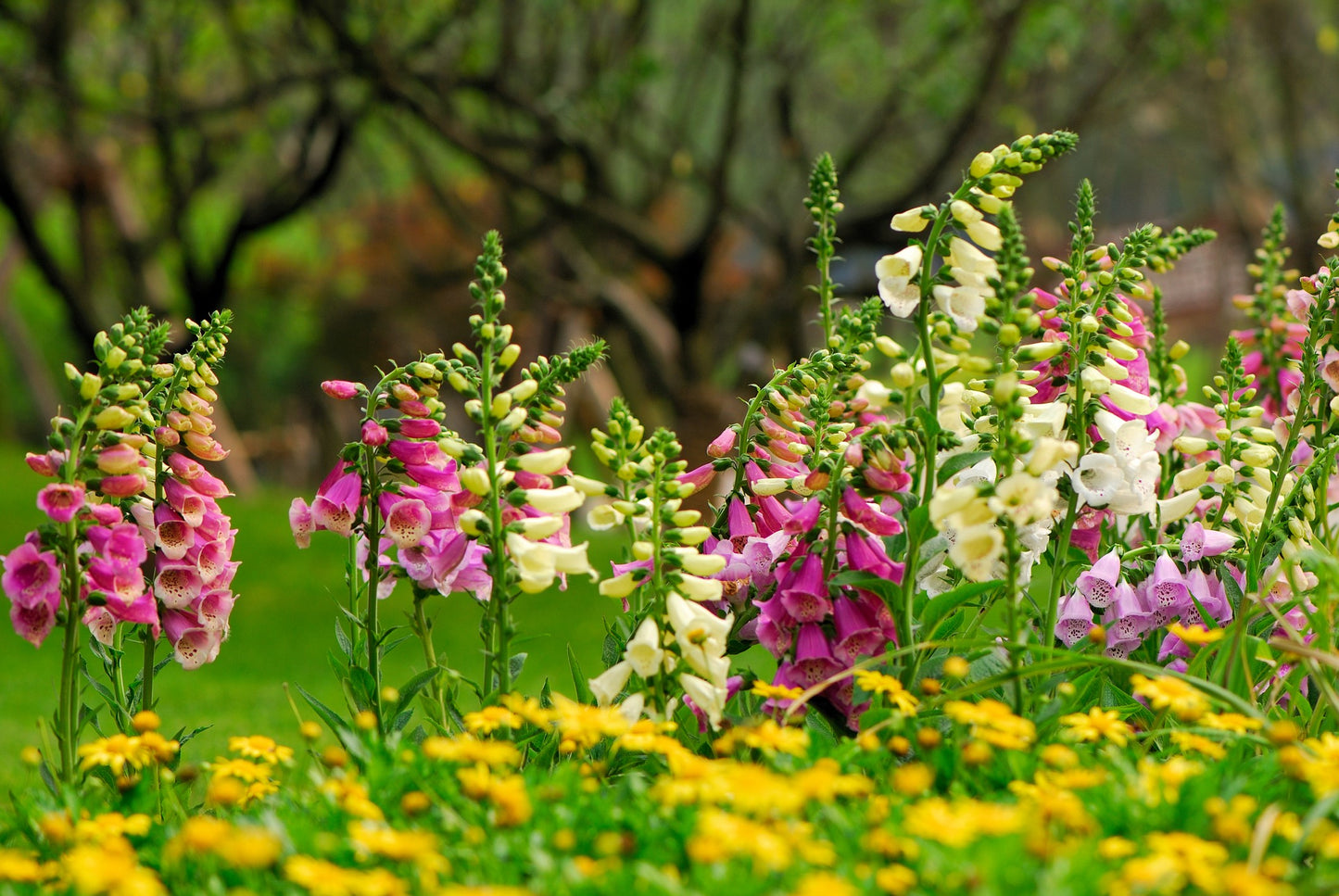 1000 Seeds MIXED FOXGLOVE Digitalis Purpurea Flower Seeds