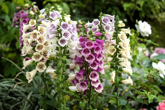 1000 DWARF FOXY MIX FOXGLOVE Digitalis Purpurea Flower Seeds