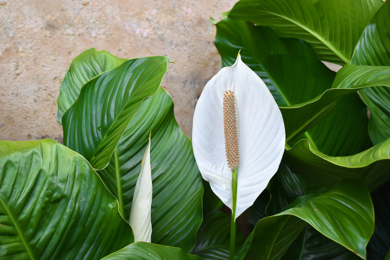 peace lily seeds near me 10 PEACE LILY Spathiphyllum Wallisii Houseplant White Sails / Spathe Flower Seeds