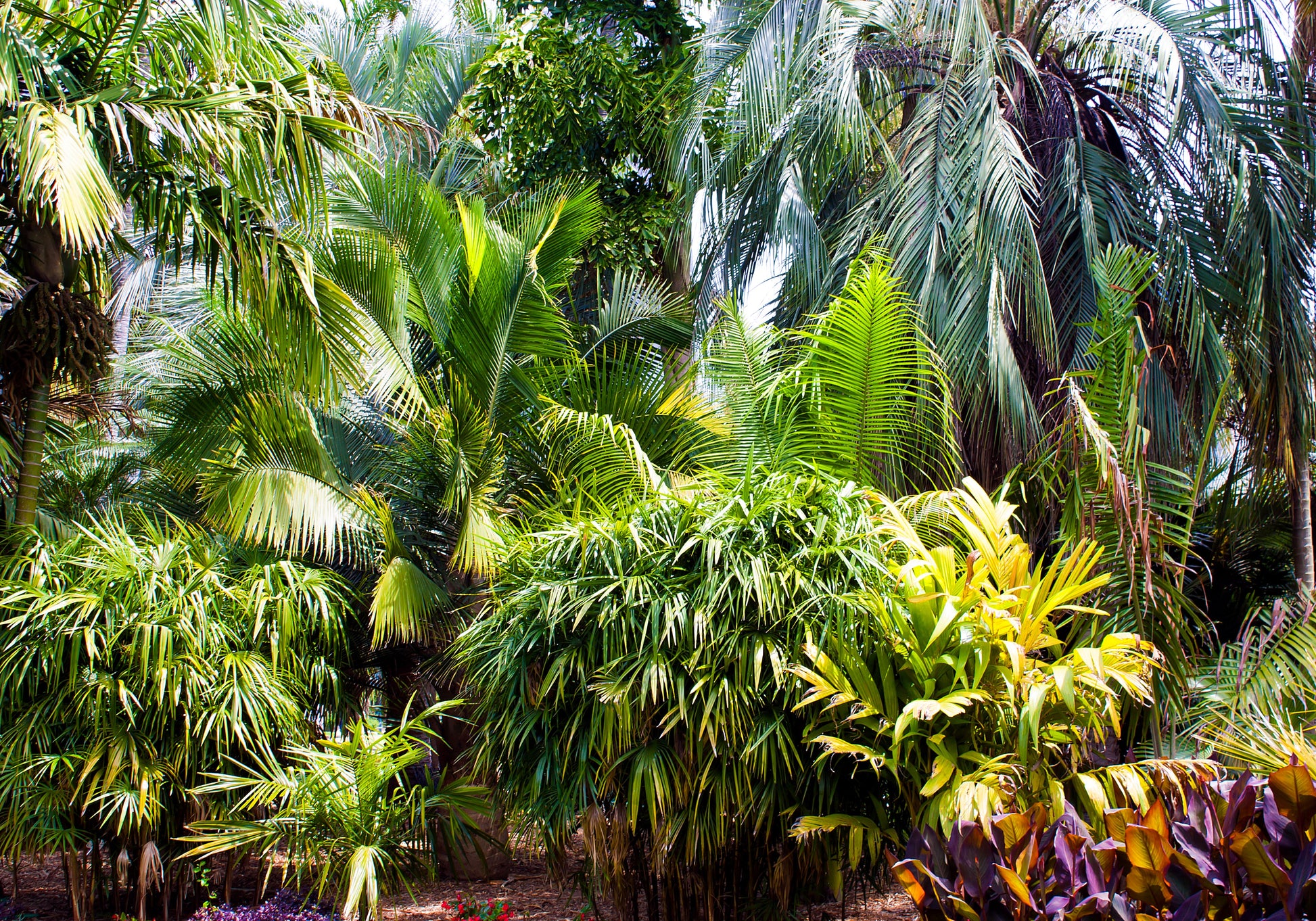 areca palm and bamboo palm 5 BAMBOO PALM Chamaedorea Seifrizii Reed or Parlor Palm Tree Sun Shade – Seedville USA