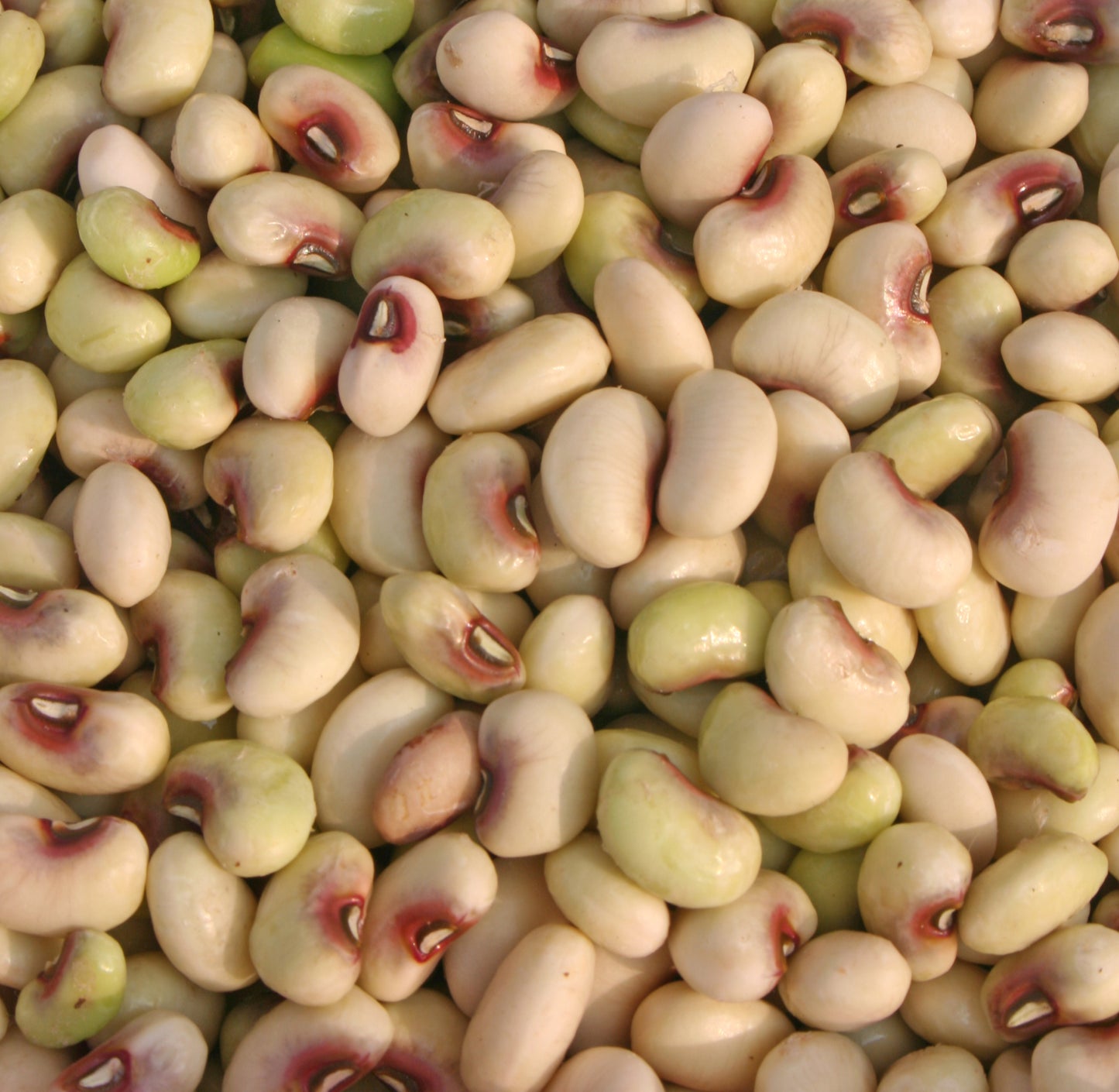 50 PURPLE PINKEYE COWPEA Southern Cow Pea Crowder Vigna Unguiculata Vegetable Legume Seeds